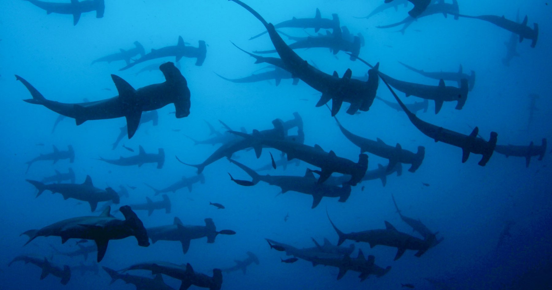 Schooling Hammerheads
