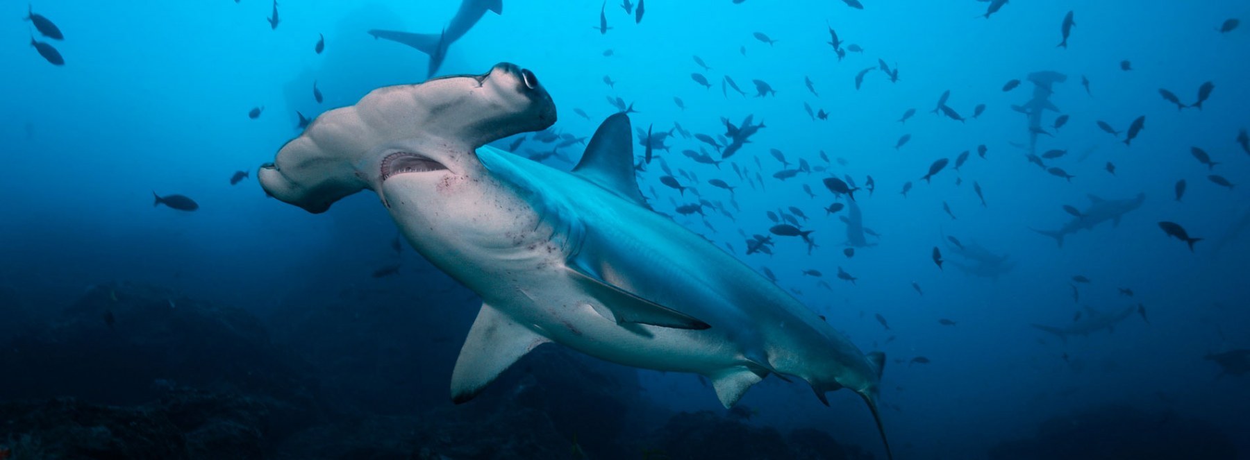Cocos Island Vegetation
